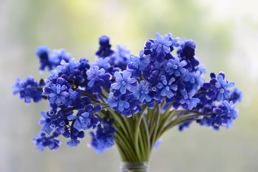 Bouquet of Blue Grape Hyacinth Flowers in a Vase
