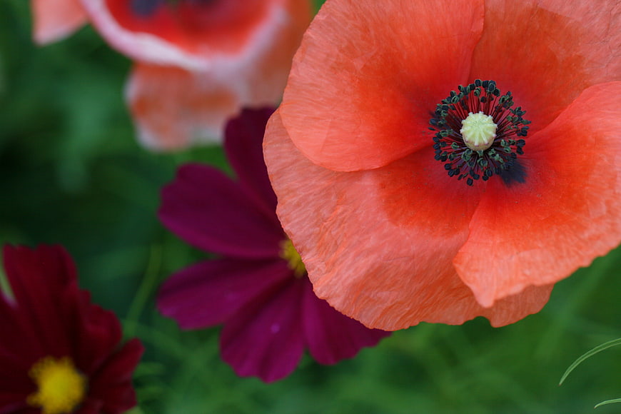 Close-up of vibrant orange poppy flower with green background