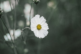 Close-up of white cosmos flower with yellow center