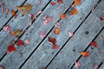 Fallen autumn leaves on weathered wooden deck planks