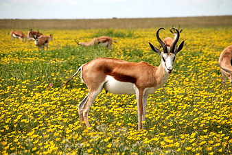 Springbok Antelope Standing in Yellow Wildflower Field