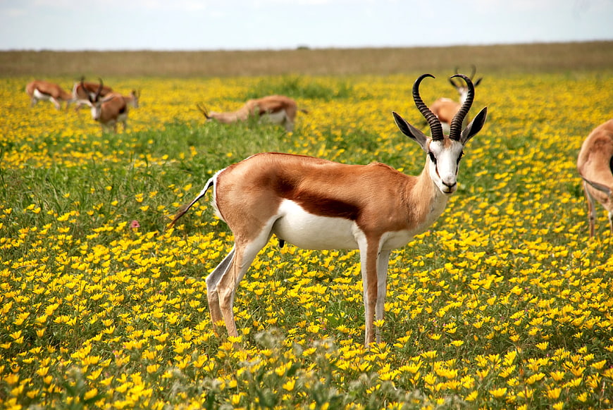Springbok Antelope Standing in Yellow Wildflower Field