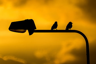 Silhouette of Two Birds on Street Lamp Against Golden Sunset Sky
