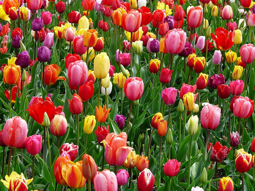 Vibrant Multicolored Tulip Field in Full Bloom