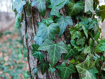 Close-up of green ivy leaves climbing a tree trunk