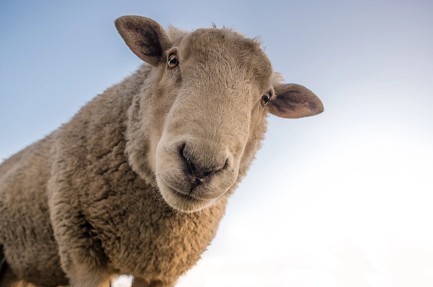 Close-up of curious brown sheep against blue sky