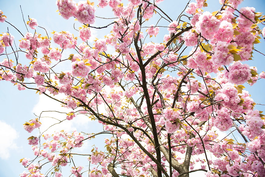 Pink Cherry Blossoms Against Blue Sky