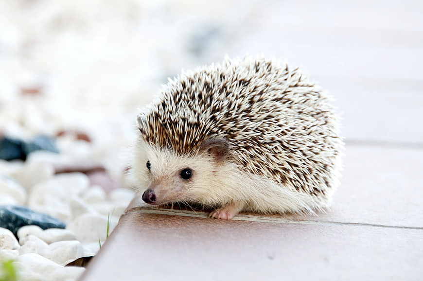 Cute Hedgehog on Wooden Deck with White Stones