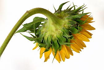 Close-up of a drooping sunflower head on white background