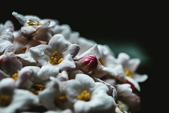 Close-up of white flowers with yellow centers and pink buds