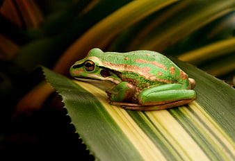 Green Tree Frog Resting on a Striped Leaf