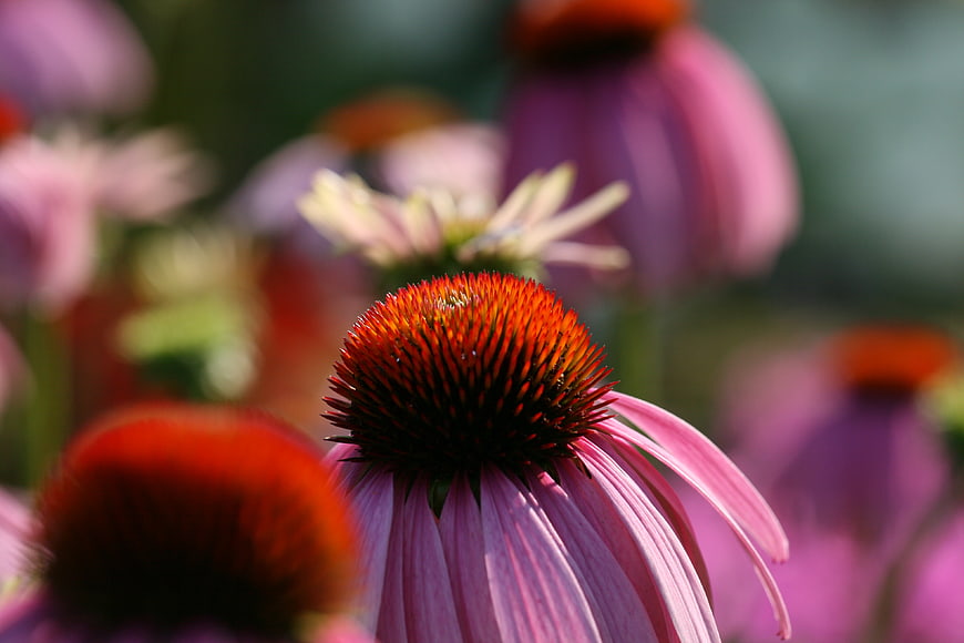 Close-up of a Purple Coneflower in a Garden