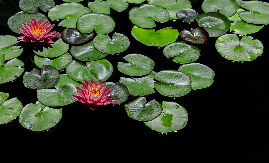 Pink Water Lilies Floating on Dark Pond Water