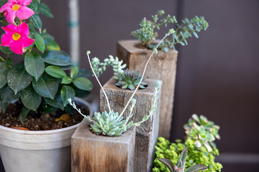 Succulents in rustic wooden blocks with pink flowers