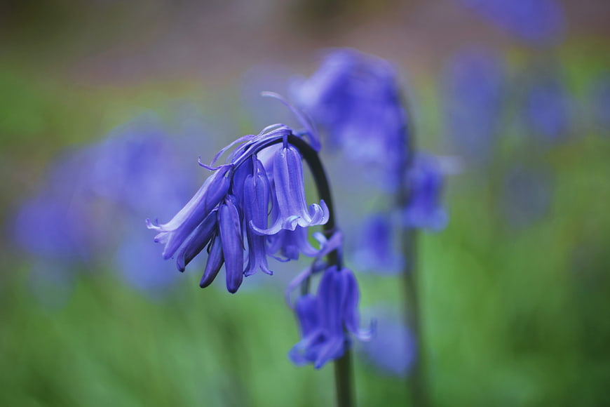 Close-up of purple bluebell flowers in a blurred green field