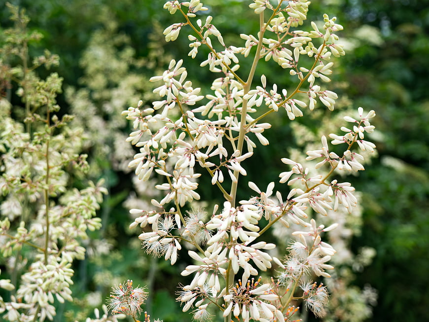 Close-up of white Yucca flowers against blurred green foliage