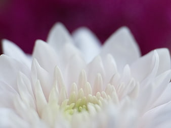 Close-up of white flower petals with purple background