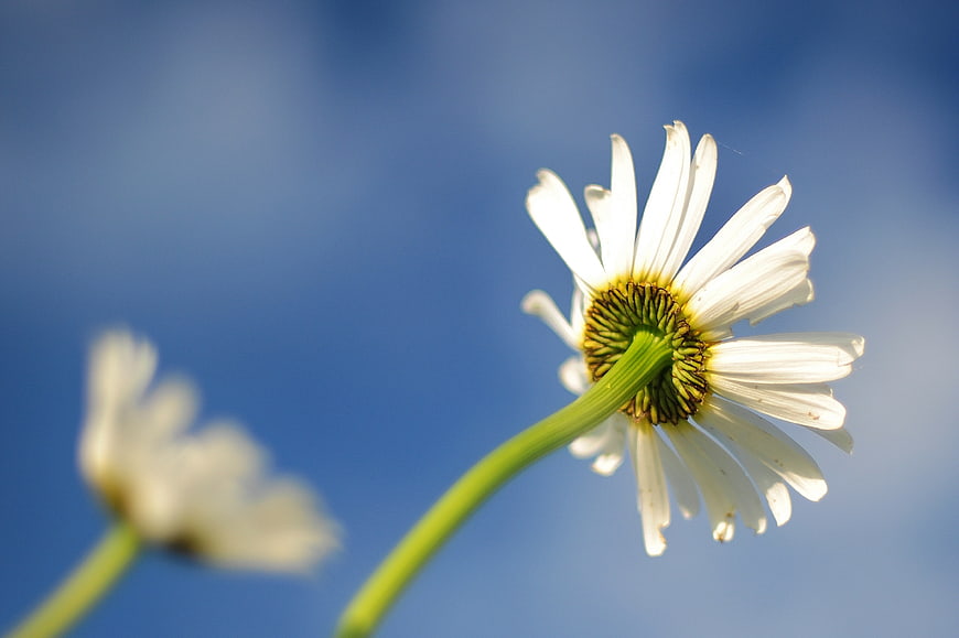 Close-up of white daisy flower against blue sky