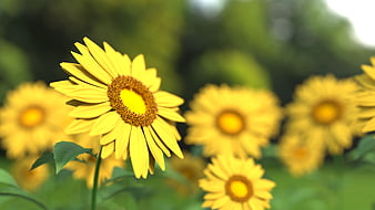 Close-up of bright yellow sunflowers in a sunny field