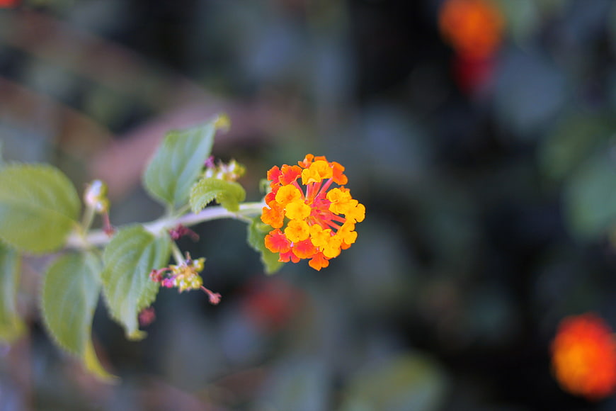 Close-up of vibrant orange and yellow lantana flower