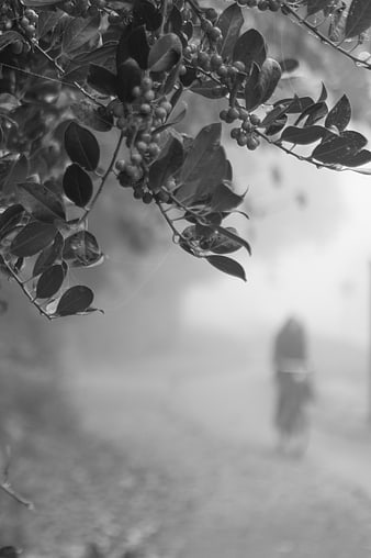 Black and white photo of berries with blurred cyclist in fog