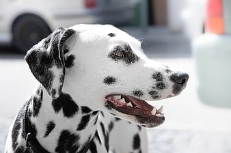 Close-up portrait of a happy Dalmatian dog outdoors