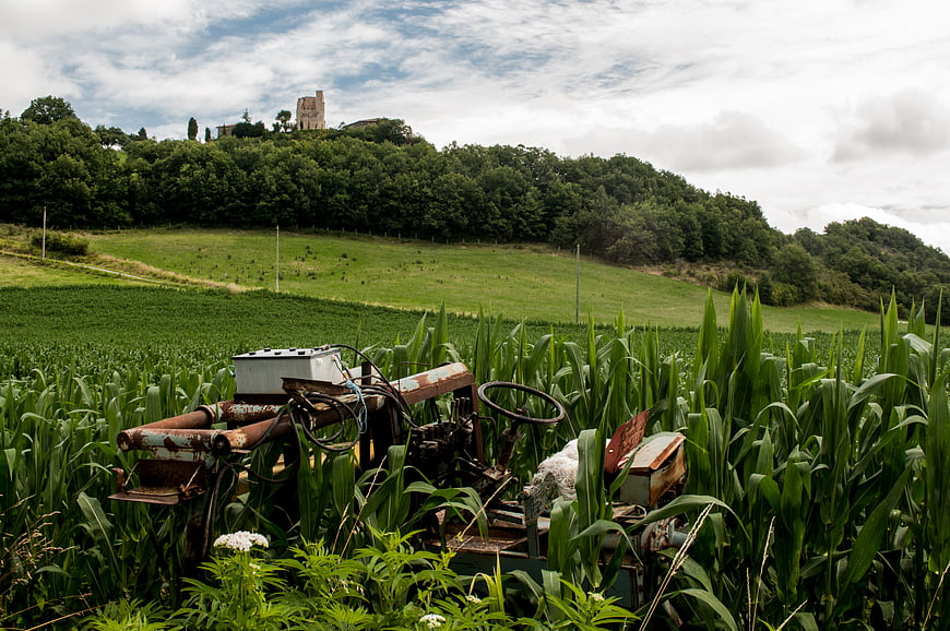 Rusty vintage tractor abandoned in lush green cornfield