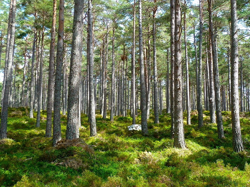 Sunlit Pine Forest with Mossy Undergrowth