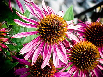 Close-up of vibrant pink coneflowers in a garden