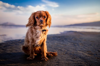 Cute brown puppy sitting on sandy beach at sunset