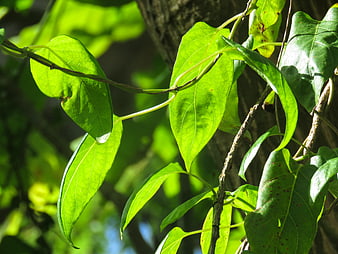 Sunlit green leaves on a vine against a blurred background