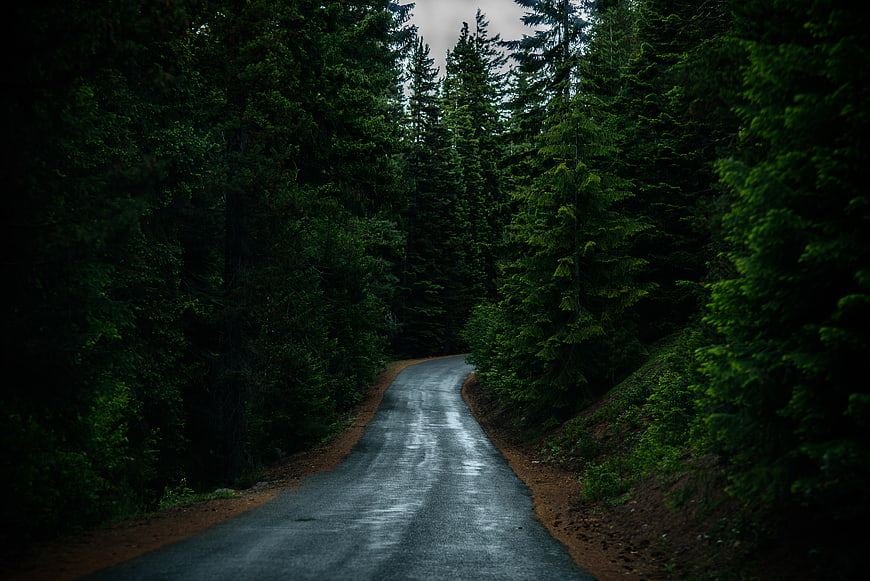 Winding asphalt road through dark green pine forest