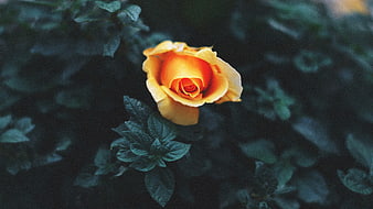 Yellow Rose Bloom Against Dark Green Leaves