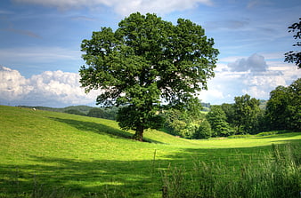 Lush Green Pasture with Solitary Tree and Blue Sky