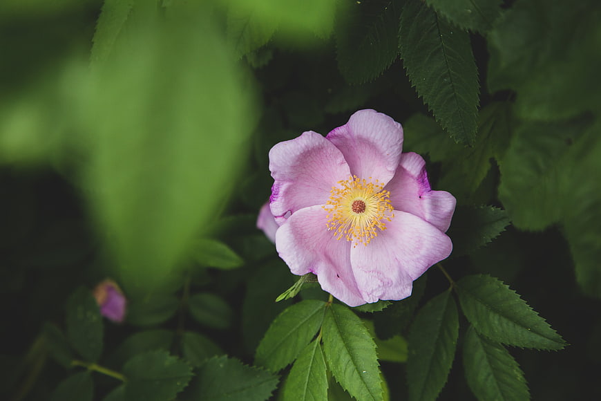 Close-up of a pink wild rose with yellow stamens