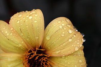 Close-up of yellow flower petals with water droplets