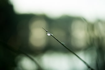 Macro water droplet on green grass blade with bokeh