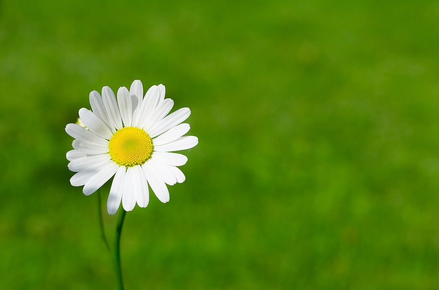 White Daisy Flower on Green Grass Background