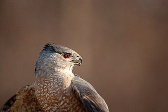 Close-up portrait of a hawk with striking red eye