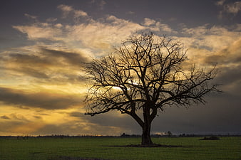 Silhouette of bare tree in field at sunset