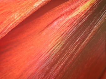 Macro texture of vibrant red flower petal with natural grain