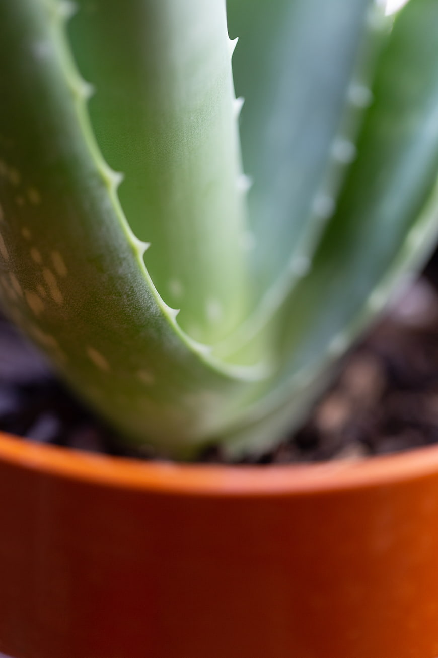 Close-up of Aloe Vera Plant in Terracotta Pot