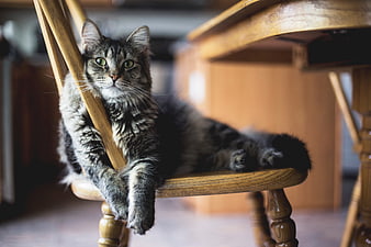 Fluffy Tabby Cat Relaxing on Wooden Dining Chair