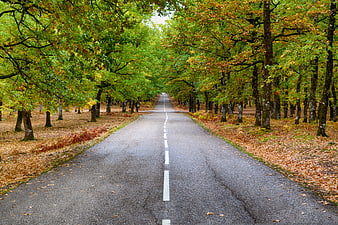 Asphalt road through autumn forest with green and yellow foliage