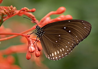 Brown Butterfly with White Spots on Red Flower Bud