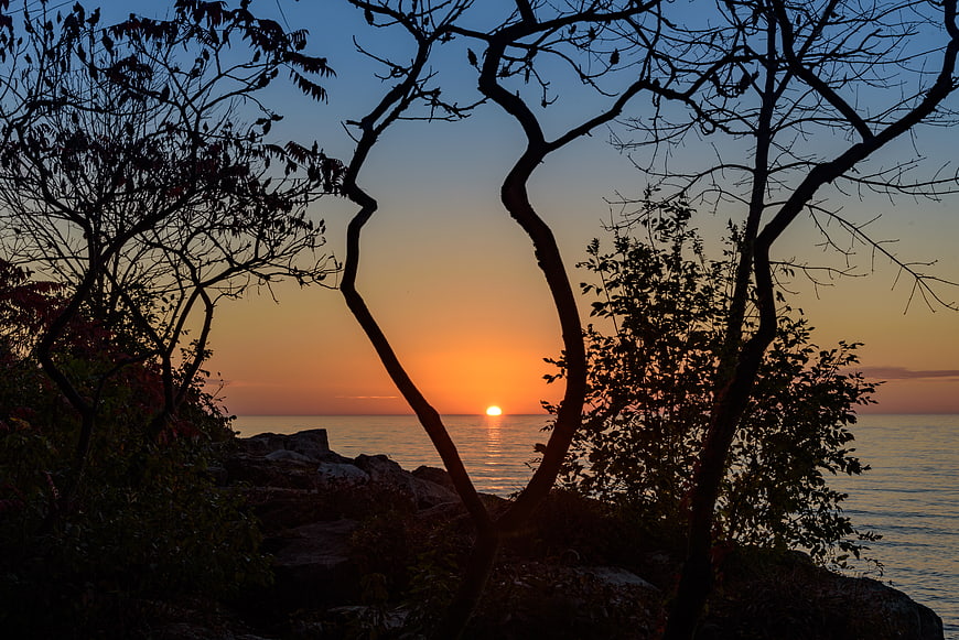 Sunset Silhouette of Trees Over Ocean Horizon