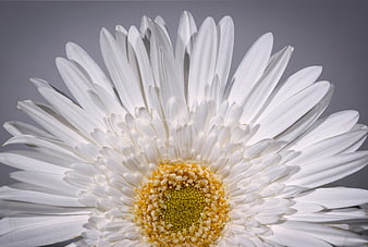 Close-up of a white gerbera daisy with yellow center