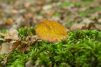 Yellow autumn leaf resting on vibrant green moss