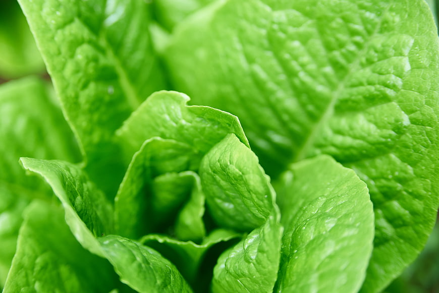 Close-up of fresh green lettuce leaves with water droplets