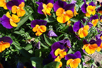 Vibrant Purple and Orange Pansies in Garden